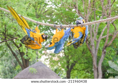 three macaws hanging upside down on a rope, silly birds