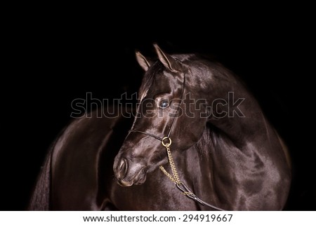 A stunning equine or horse, black gelding,stallion,mare arab horse portrait in a studio on a black background, a mare close up landscape