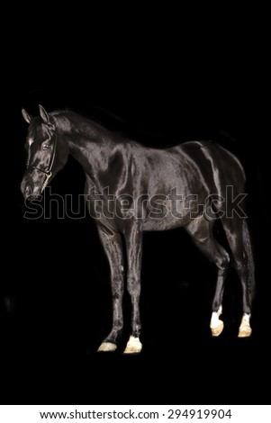 A stunning equine or horse, black gelding,stallion,mare arab horse portrait in a studio on a black background