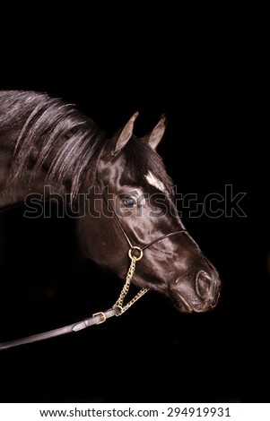 A stunning equine or horse, black gelding,stallion,mare arab horse portrait in a studio on a black background
