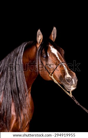 A stunning bay arabian equine or horse, black gelding,stallion,mare arab horse portrait in a studio on a black background