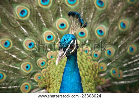 Beautiful color peacock with feather blue in zoo