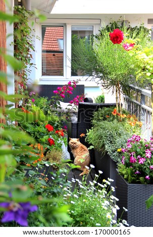 Beautiful Modern Terrace With A Lot Of Flowers And Funny Cat