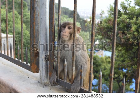 closed up the monkey at temple in Kathmandu, Nepal