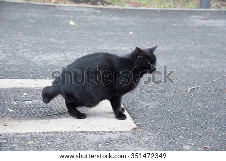 the black stray cat in a park, Japan