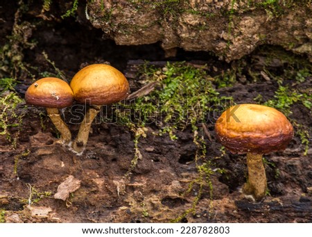 A family of mushrooms and moss grow on a rotting log in the forest.