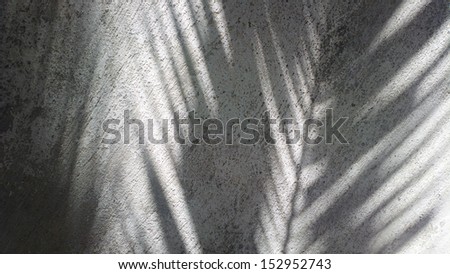 palm tree shadow
