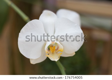 one white pure flower
