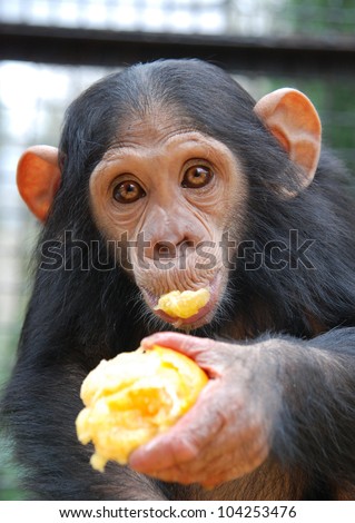 Young Chimpanzee eats orange