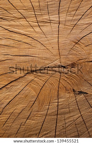 Texture of tree stump with tree rings for a background