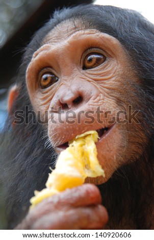 Young Chimpanzee eats orange