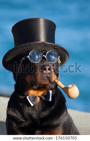 Dog in hat and spectacles