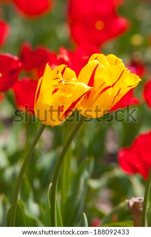 A field of red and yellow tulips on flower exhibition