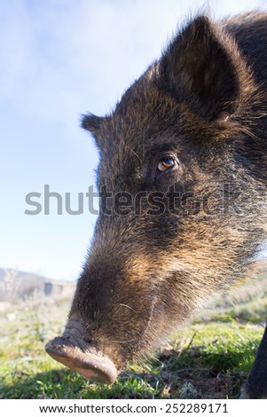 Wild wild boar