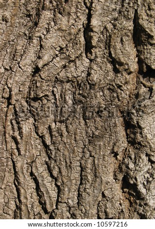 oak tree tattoos. Deeply creviced bark of tree designs, who am The best way to work Oak+tree+bark+texture Jul , includes tree bark stock life is suitable Damages may