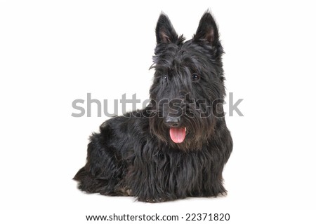 Scottish Terrier Puppies on Scottish Terrier Puppy Looking Down Against White Background  Stock
