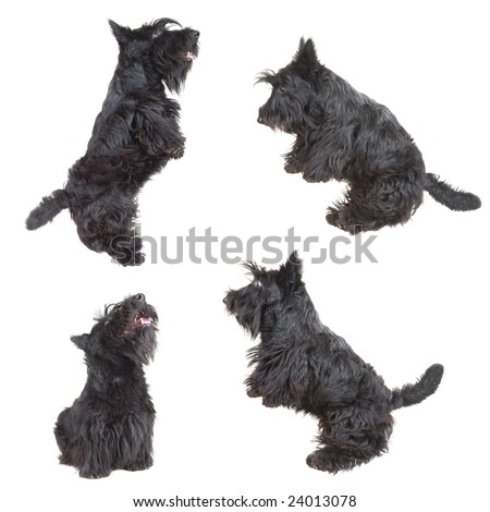 Scottish Terrier Puppies on Stock Photo   Scottish Terrier Puppy Jumping In The Air Against White