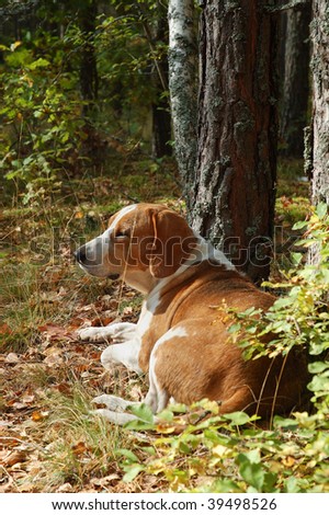 Dog hound resting on fallen leaves in the autumn forest
