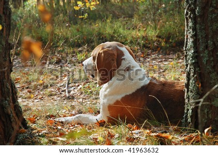 Dog hound resting on fallen leaves in the autumn forest