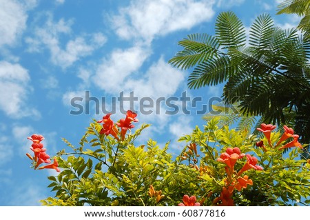 View of nice tropical orange flower and  palm tree leaf against a blue sky