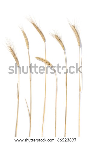 stock photo : Wheat stems with seeds on a white background