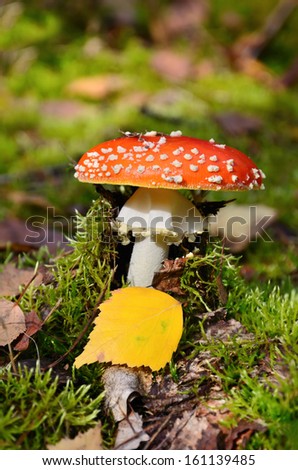 Red fly ageric mushroom also known as amanita muscaria or fly amanita in autumn forest