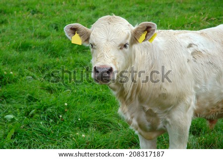 White cow on a green field background in Ireland