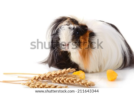 Cute guinea pig eating yellow zucchini and wheat stems with seeds isolated on a white background