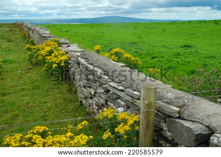 Old stone fence with yellow flowers on green fields background in Northern Ireland