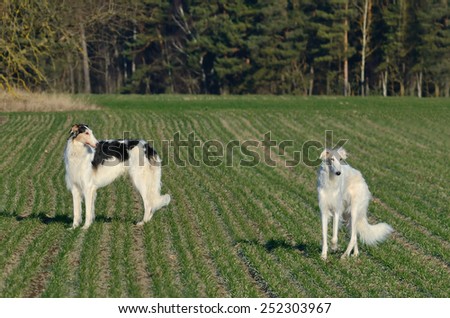 Two russian wolfhound dogs on a green grass