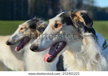 Portrait of russian wolfhound dog standing on green grass background