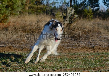 Running black and white russian wolfhound dog