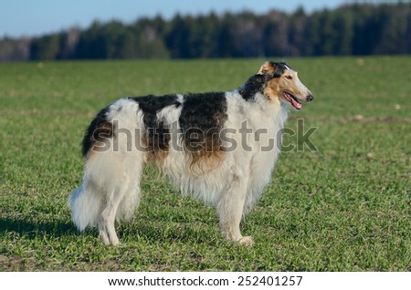 Black and white russian wolfhound dog standing on a green grass meadow