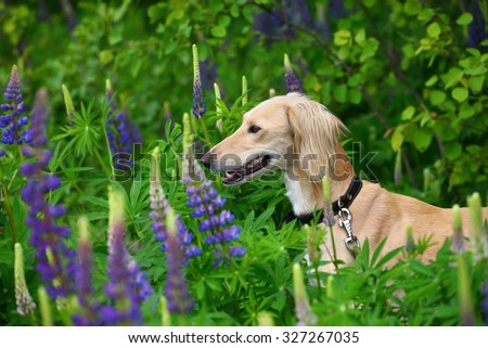 Hunting borzoi dog Saluki or Kazakh greyhounds Tazi in forest with summer flowers