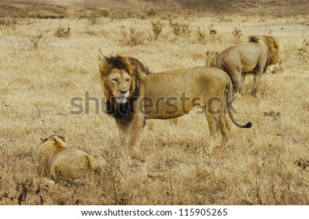 A pride of lions caught in the savannah of Ngorongoro crater (Tanzania)