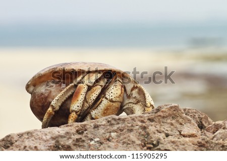 Macro portrait of a terrestrial hermit crab of Bongoyo Island, a desert island situated in front of Dar Es Salaam, the capital of Tanzania (Africa)