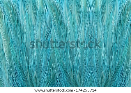 Beautiful abstract background consisting of pink guinea fowl feathers Beautiful abstract background consisting of pink guinea fowl feathers