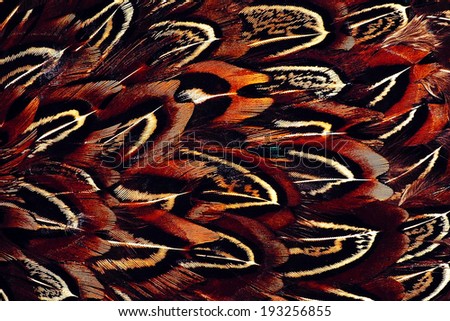 Bright brown feather group of some bird