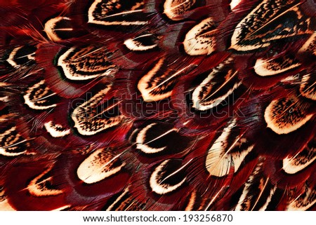 Bright brown feather group of some bird