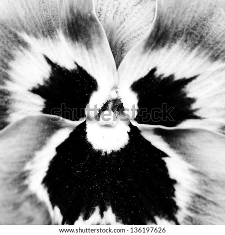 A close-up of the centre of a pansy bloom in black and white