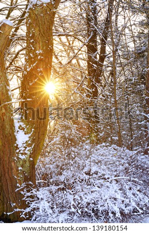 Sunrise in winter forest