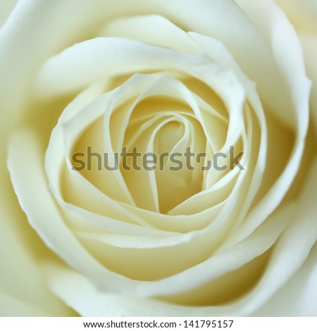 Close Up View Of A Beautiful White Rose. Macro Image Of White Rose