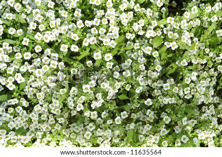 Surface filled by small white flowers