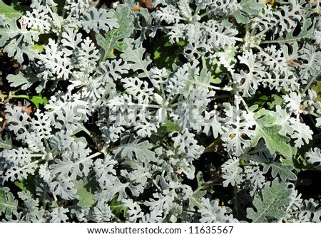 Surface filled by silvery leaves