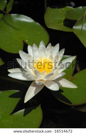 Flower of a yellow lotus over water
