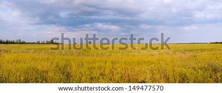 Field of yellow flowers. Panorama high resolution