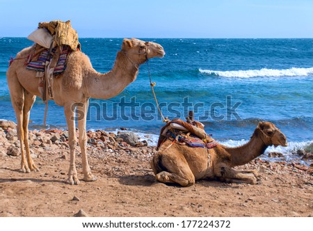 Two Camels.