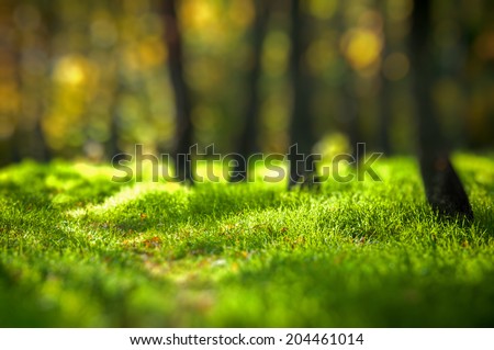 Beautiful forest background. Grass and trees. Bokeh effect.
