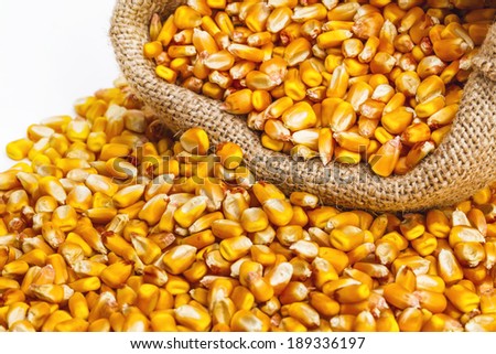 Extreme close up of corn kernels spilled on the ground with a sack of kernels behind. Isolated on white