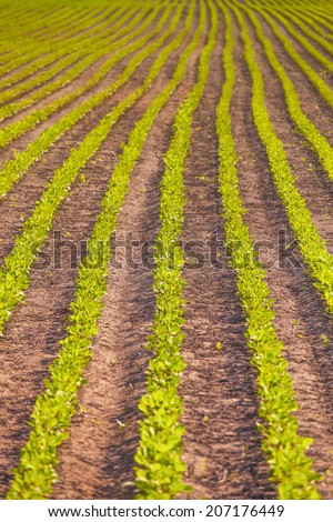Rows of soy plants in a cultivated farmers field.